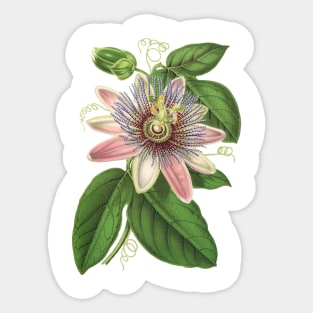 Tropical flower botanical Sticker